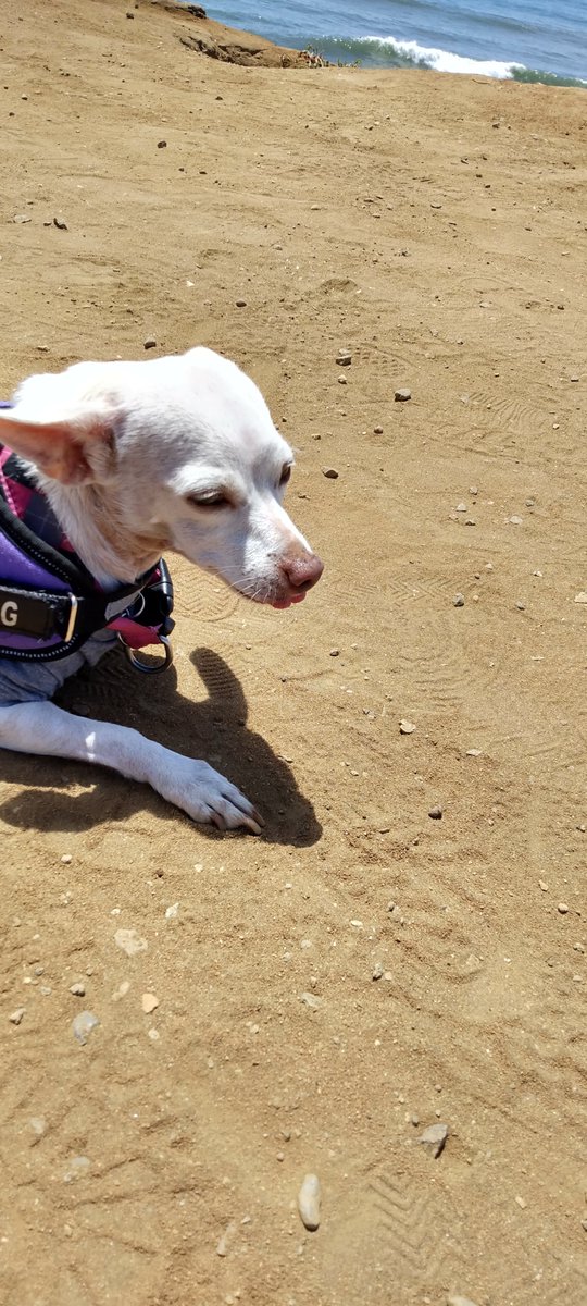 Don_M29's tweet photo. Day trip to the ocean with this little girl https://t.co/7ZXgzy0QSp