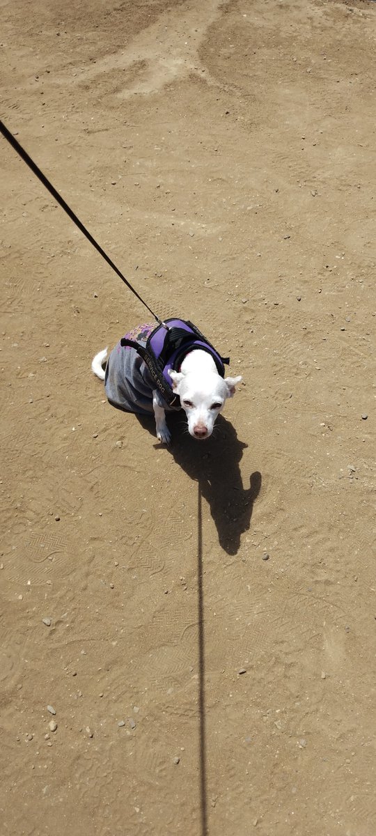 Don_M29's tweet photo. Day trip to the ocean with this little girl https://t.co/7ZXgzy0QSp