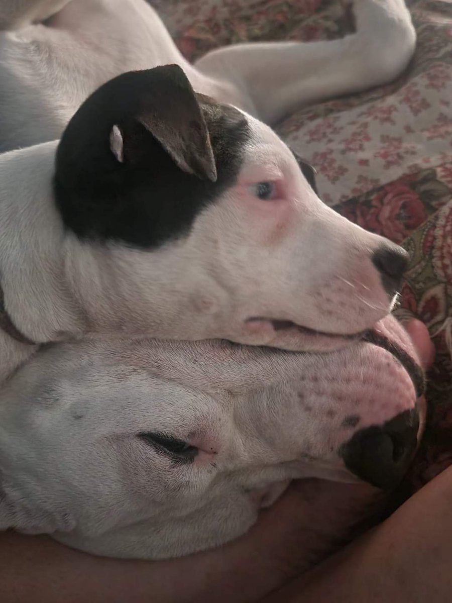 Sleepy111111's tweet photo. My two cute puppies cuddling! 🥰❤ https://t.co/SUHW1loDFn