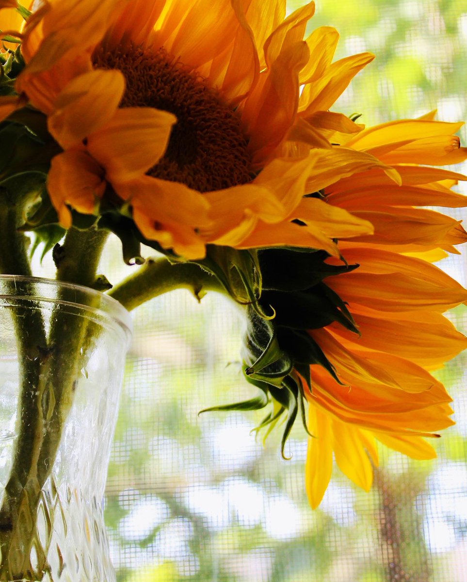 DanielleKay89's tweet photo. Cats and Sunflower Photography

#LittleLuka 
#canonphotography 
#CatsOfTwitter 
#sunflowers https://t.co/VFXAGqWySA