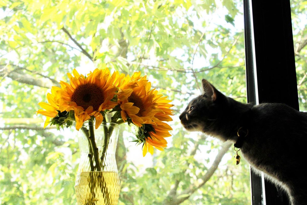 DanielleKay89's tweet photo. Cats and Sunflower Photography

#LittleLuka 
#canonphotography 
#CatsOfTwitter 
#sunflowers https://t.co/VFXAGqWySA