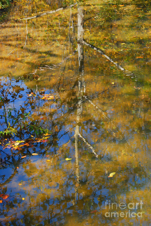 KerriFar's tweet photo. “Nothing in the universe can stop you from letting go and starting over.” —Guy Finley #quote - https://t.co/Mqux7QuCBe ~ #TreeReflections #NewRiverNature #NatureMoments https://t.co/95UmJsTZ9y