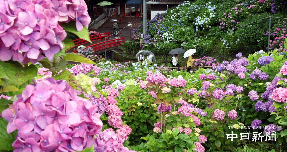 形原温泉あじさいの里 Twitter Search Twitter