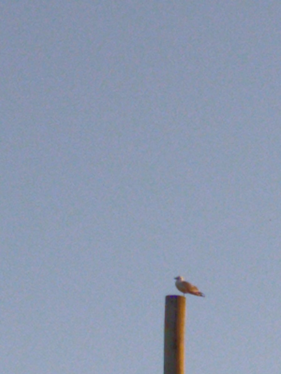 Ds22Singleton's tweet image. Sitting on top of the world