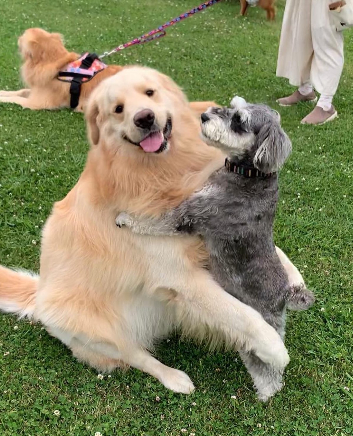 かわいい犬「ゴールデンレトリバー」「シュナウザー」「トイプ