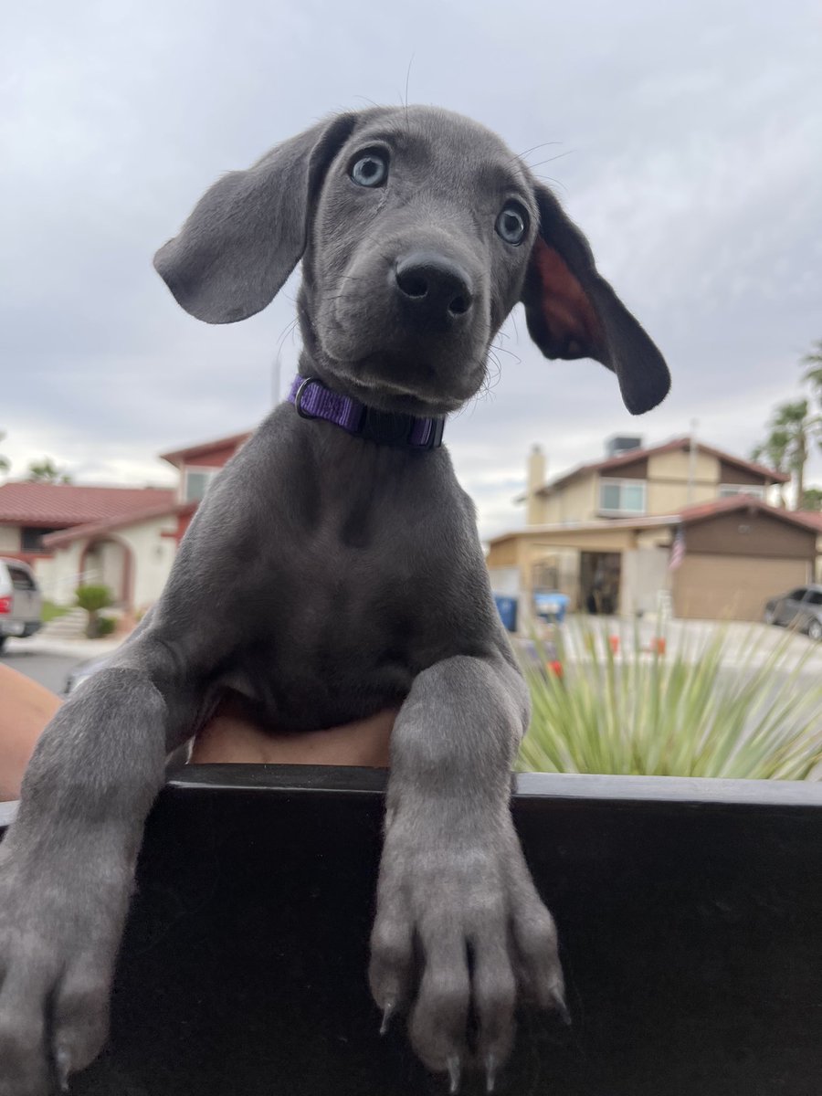 _emm29's tweet photo. We still have 2 female Weimaraner’s for sale!! They need their FUREVER homes! DM me if interested. Please help me RT if this comes to your TL! #Puppies #ForSale #weims #dog https://t.co/KWmUA65xW8