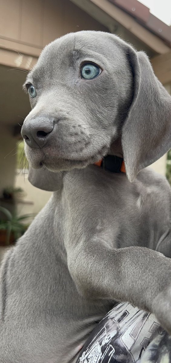 _emm29's tweet photo. We still have 2 female Weimaraner’s for sale!! They need their FUREVER homes! DM me if interested. Please help me RT if this comes to your TL! #Puppies #ForSale #weims #dog https://t.co/KWmUA65xW8