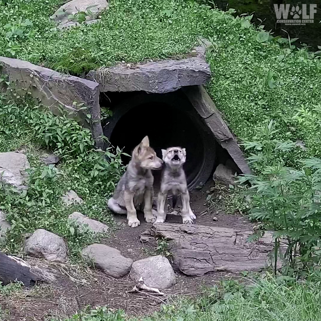 nywolforg's tweet photo. Goodnight 🌕 https://t.co/SaNj6G4rc9