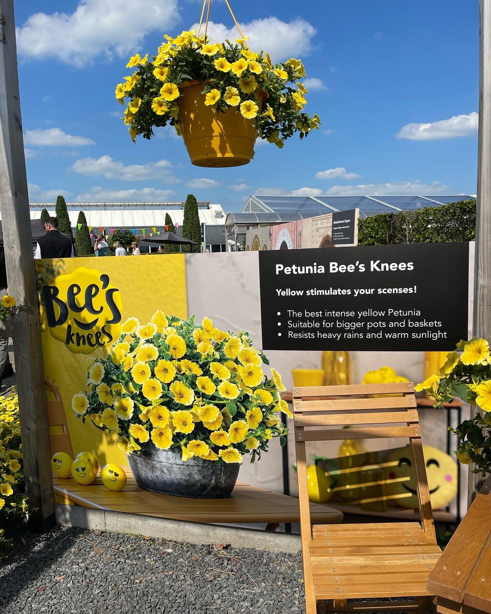 Tanya Carvalho tweet media