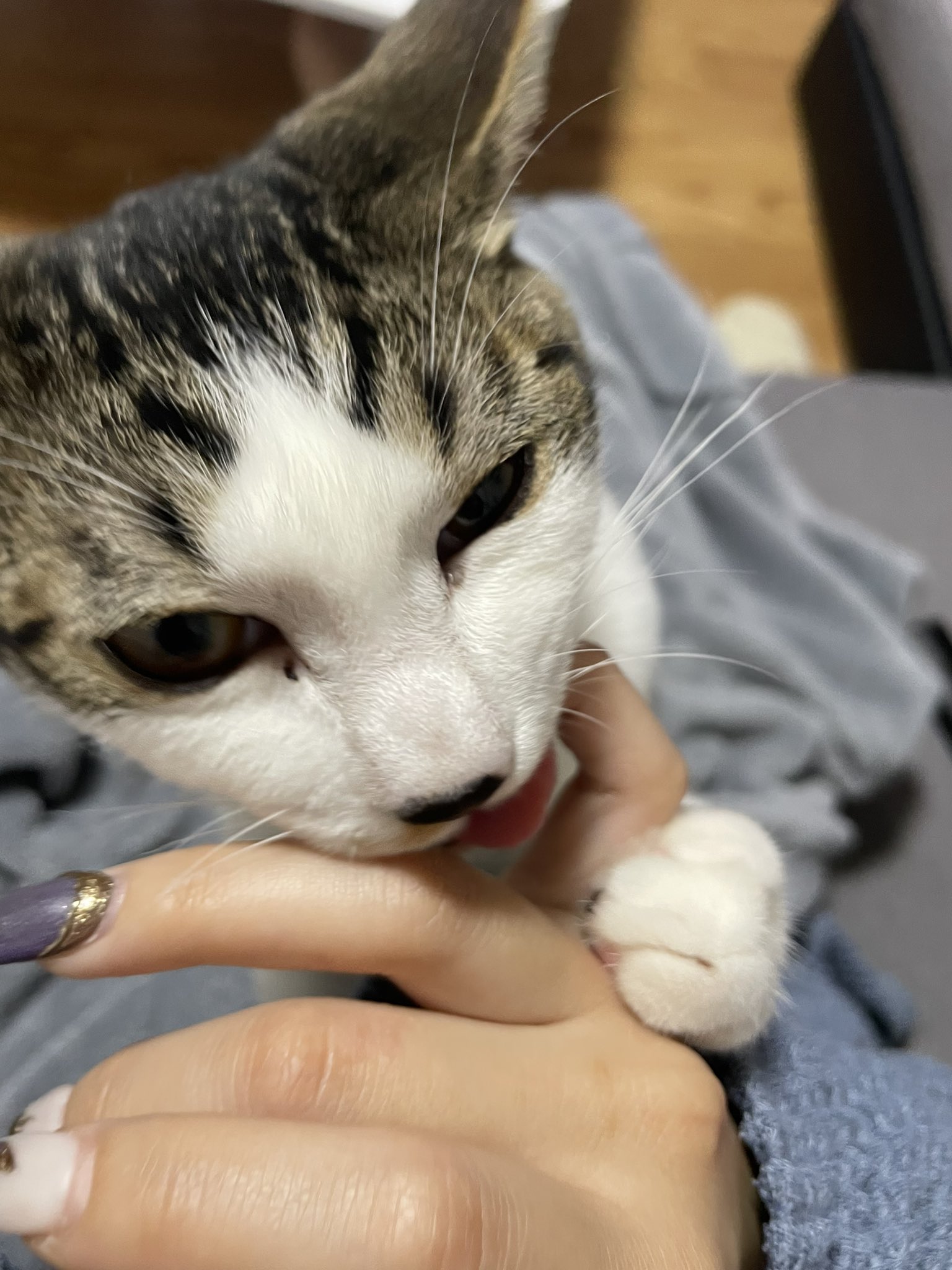 تويتر Anela Bella على تويتر お顔おブス 笑 笑 指を甘噛みや舐めるのダイスキすぎて ぐいぐい系男子 だけど来られると引くタイプ 笑 ねこ 猫ひた 猫好きさんと繋がりがりたい T Co Jyk2jvtgsy