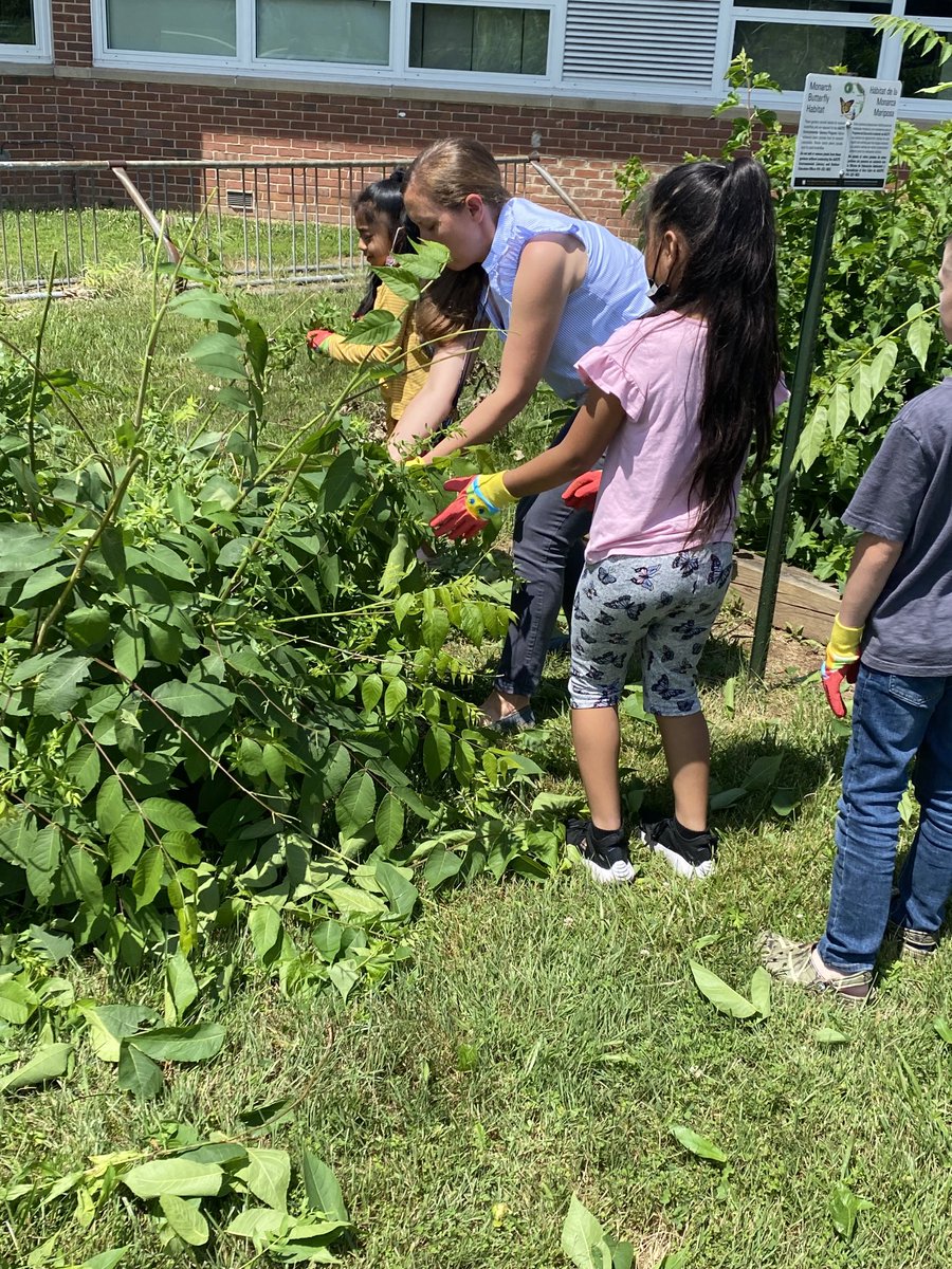 NGlenESAACPS's tweet photo. 1st graders talked about ways to help around our school and put their learning into action by cleaning up the butterfly garden. #teamwork #MsBRocks #aacpsawesome https://t.co/C8nmLpMu2P