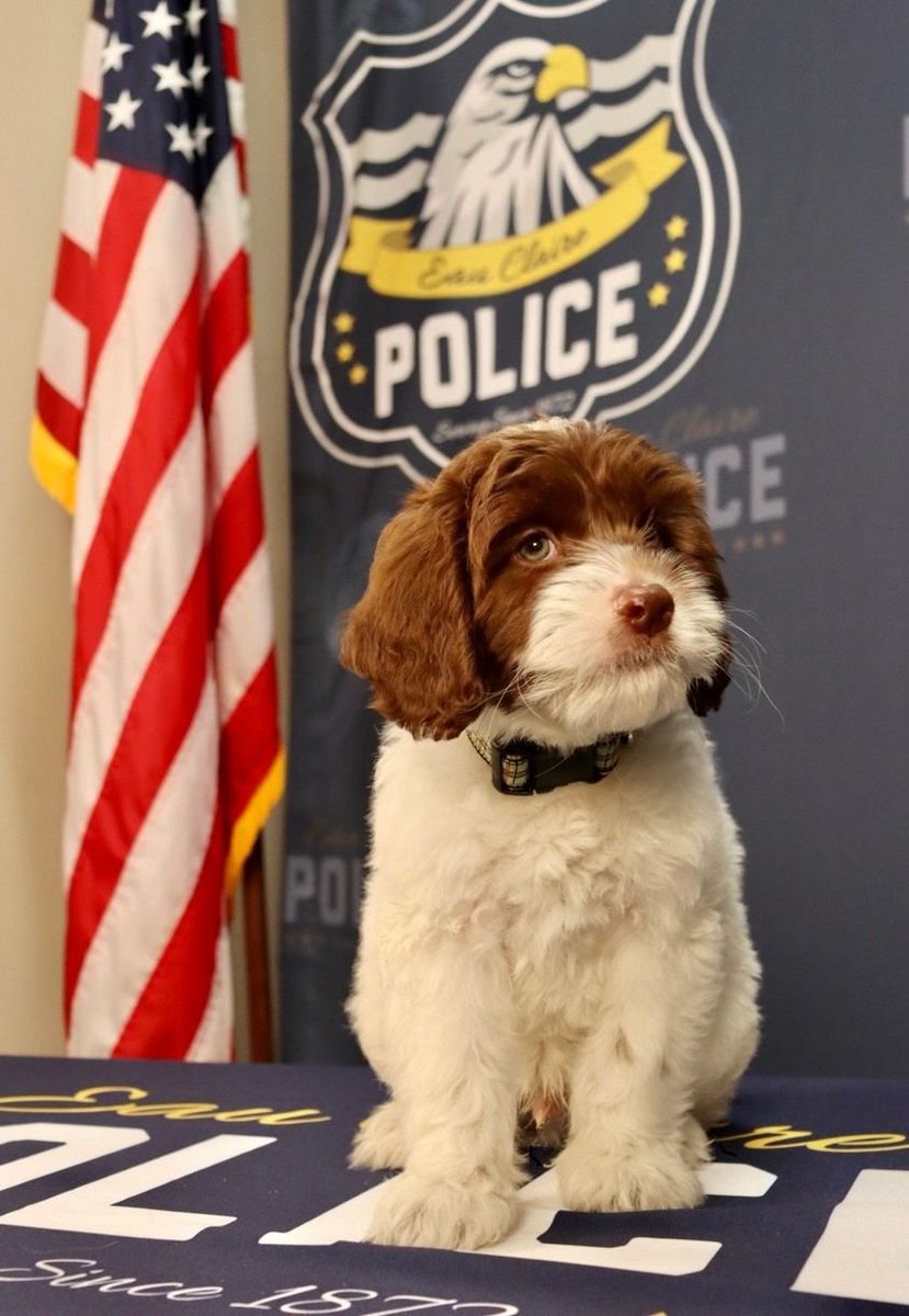 OnPatrolK9's tweet photo. Eau Claire PD introduces new therapy dog 
😀Whoa! How it feels to be shot with cuteness?
Murphy is starting training to be fully certified. Comes equipped with Instagram page ecpdk9murphy
https://t.co/NUad7rJbzd
#ThinBlueLine #dog #K9 #police  #WaronDrugs #OnPatrolLive https://t.co/QGLVg8Q9jf