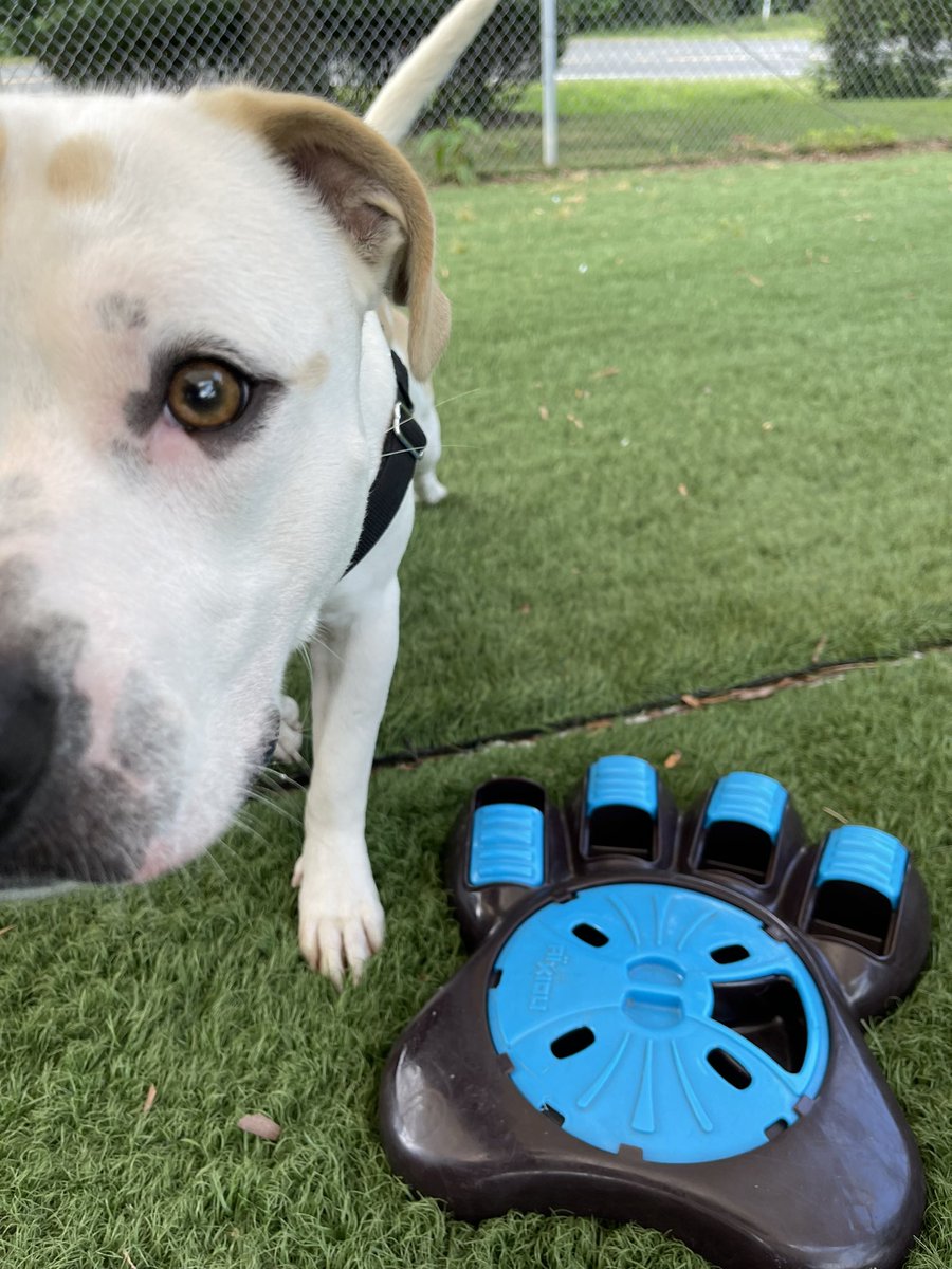PitPlott's tweet photo. Semi boop from Ricky Martin, a playful chap who’s available for adoption at the APS of Durham, NC.  https://t.co/APgLFhNr6g. #AdoptDontShop #DogsofTwittter #boop https://t.co/goWOIifFp9