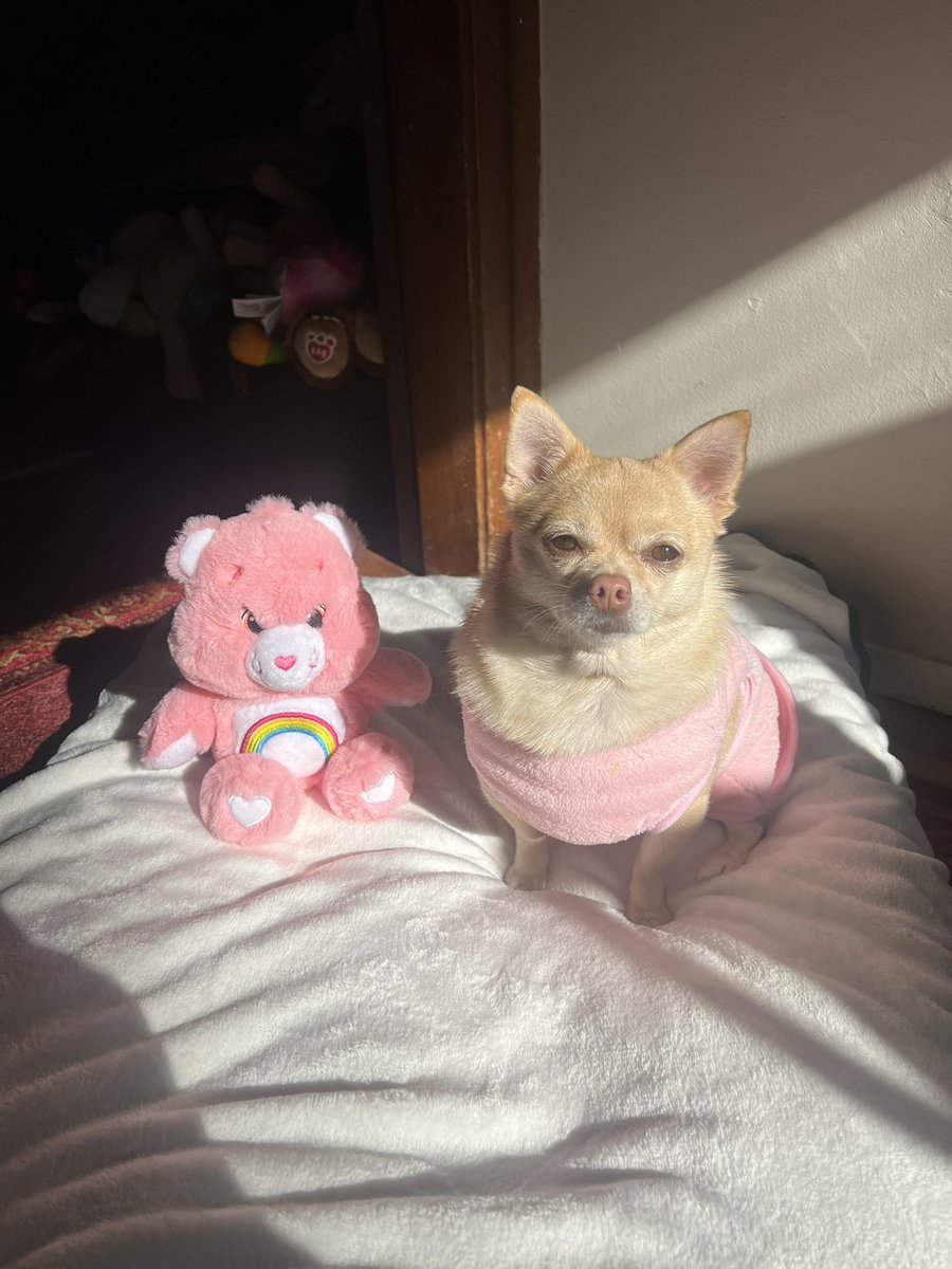 Sitting on my sun bed in the sun with my care bear🐾 

#tinkerbellthepomchi 
#pomchi #dogsoftwitter