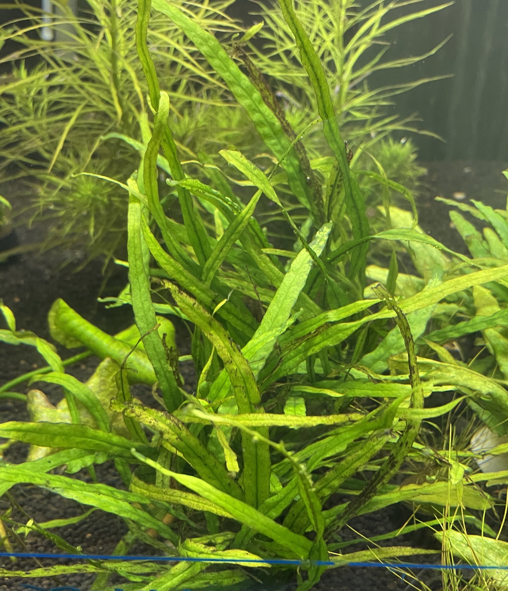 ミクロソリウム ナローリーフ Www Splashecopark Com Br