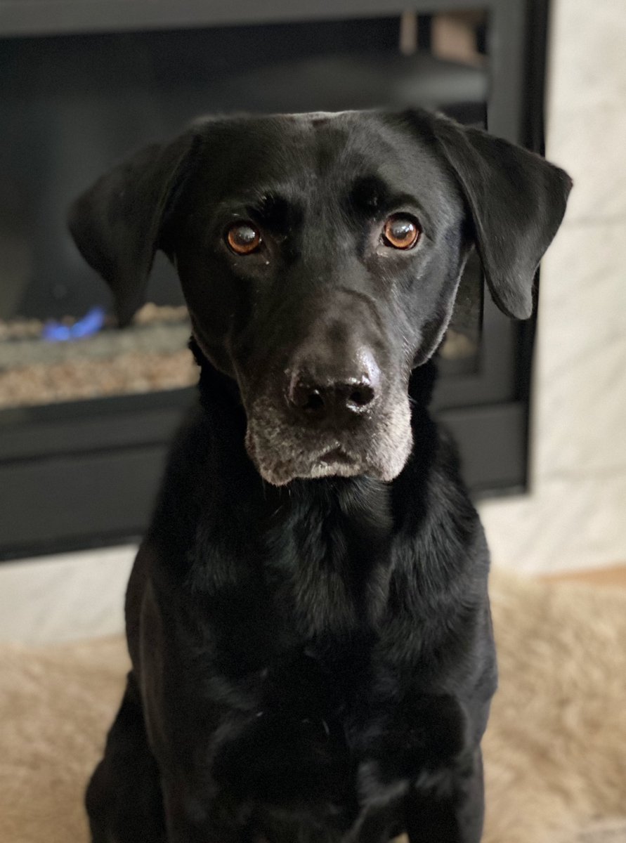 cmrogers's tweet photo. #dogsofdigitalpreservation https://t.co/J6cnTr7tyU