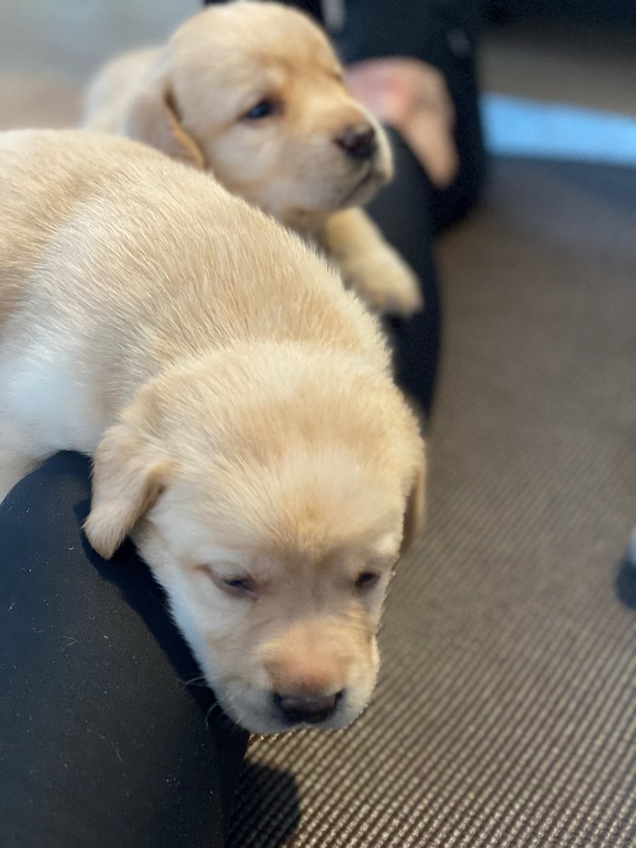 cmrogers's tweet photo. #dogsofdigitalpreservation #puppiesofdigitalpreservation https://t.co/bUzNjwL4xG