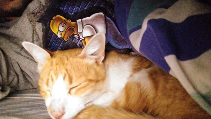 El me ama tanto q pelea a todos para dormir pegado a mi y al lado de mi cabeza.  La verdad q vivo para