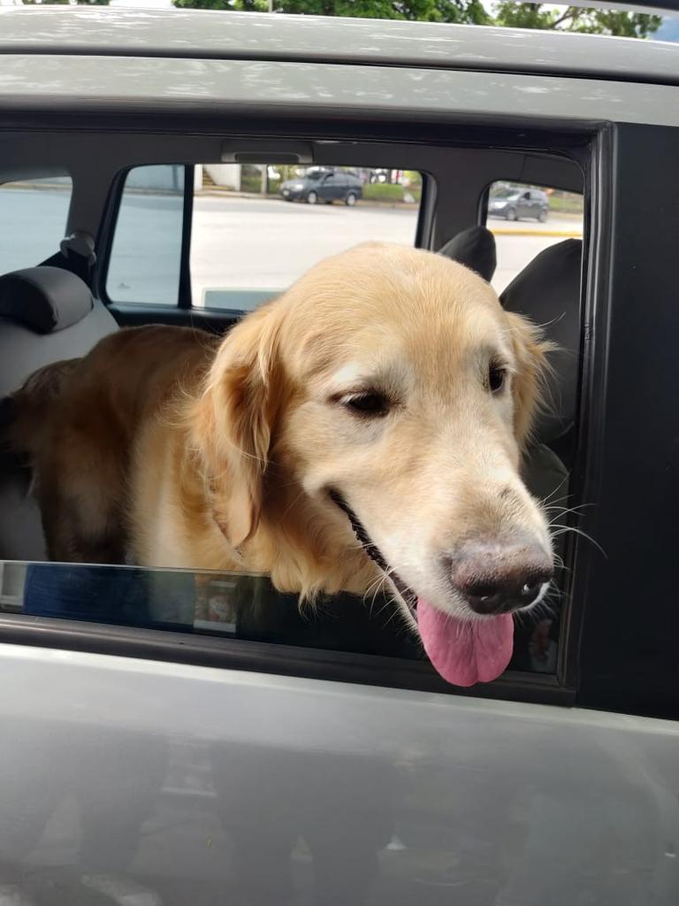 sylviasarmiento's tweet photo. Perdido , zona Macaracuay, tiene collar más no placa. Ayudemoslo a encontrar a su familia . 04123879153 https://t.co/Ib6Ay4HGKl