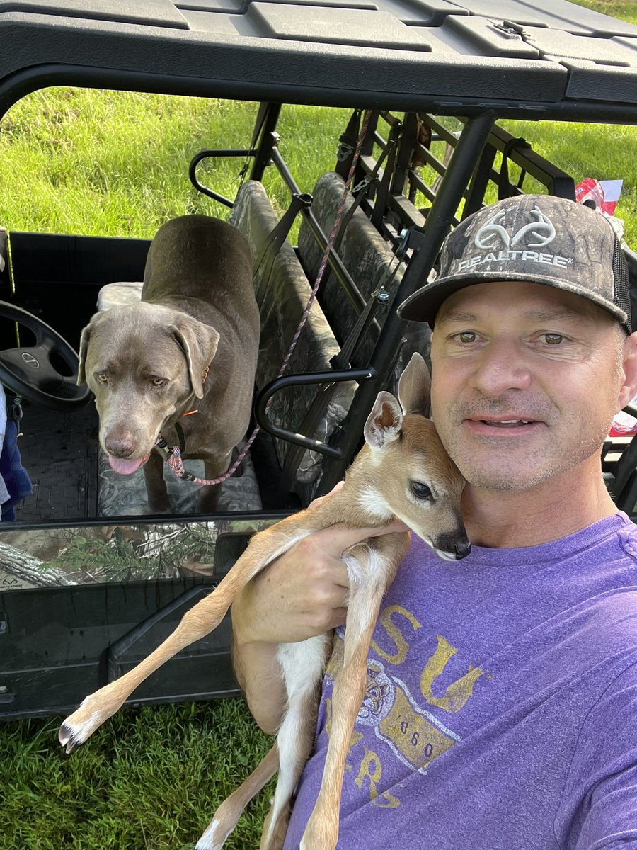realbenmcdonald's tweet photo. It’s that time of the year down south…be careful when riding around…the babies are on the ground! #JeterTheSilverLab wants to make friends! 😂 #Fawns #WhitetailDeer @Realtree #RealtreeLife #Nature #WhatGetsYouOutdoors https://t.co/qkOTcSTfbI