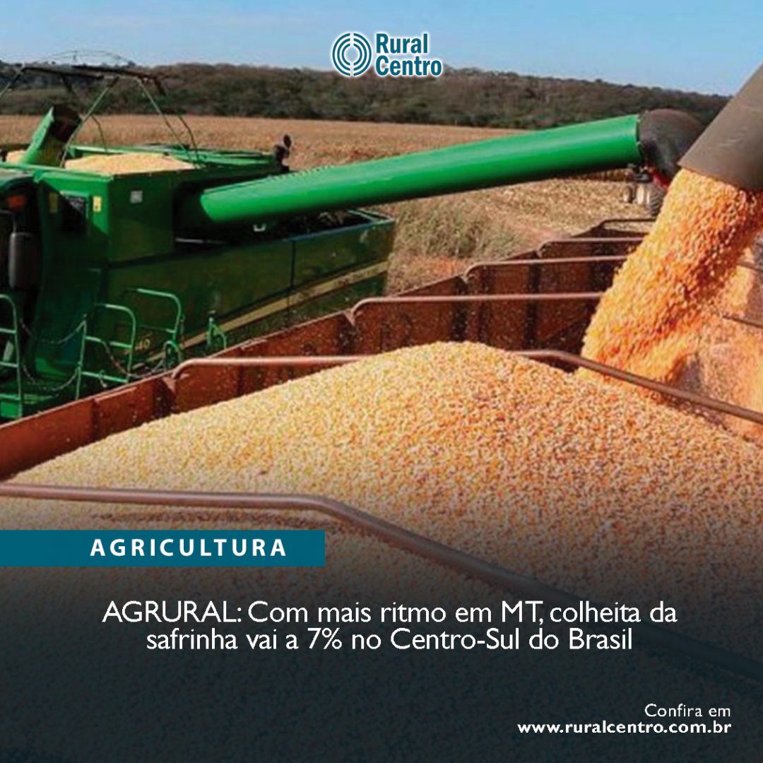 RuralCentro's tweet photo. A colheita da safrinha 2022 de milho chegou na quinta-feira (09) a 6,6% da área cultivada no Centro-Sul do Brasil, contra 3% uma semana antes e 1,4% no mesmo período do ano passado, de acordo com levantamento da AgRural.

🌐 https://t.co/znLStckRjX https://t.co/ER2kvGNZNs