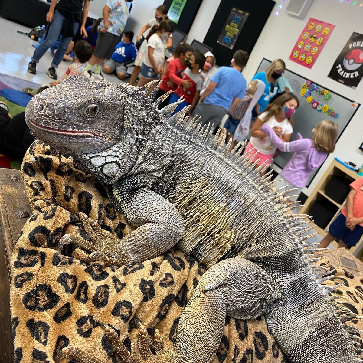 BaldwinHills's tweet image. Let&apos;s go on a #LibrarySAFARI featuring arthropods, amphibians and reptiles of all sizes from around the world!

Learn about Herbivores, Carnivores, lnsectivores, Omnivores! Who, how and what their feeding habits are.

Thursday, June 23rd at 4p.m.
FREE at the #BaldwinHillsLibrary!