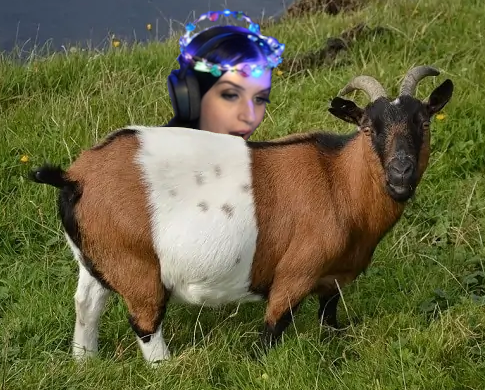 Sam0_Blamo's tweet photo. We've all heard of deebitGoat, now I present: Dee Bit Goat! π±π @The8bitDee #Goats #8bitGoat #TheDeeth https://t.co/eQNDjf0Ssg