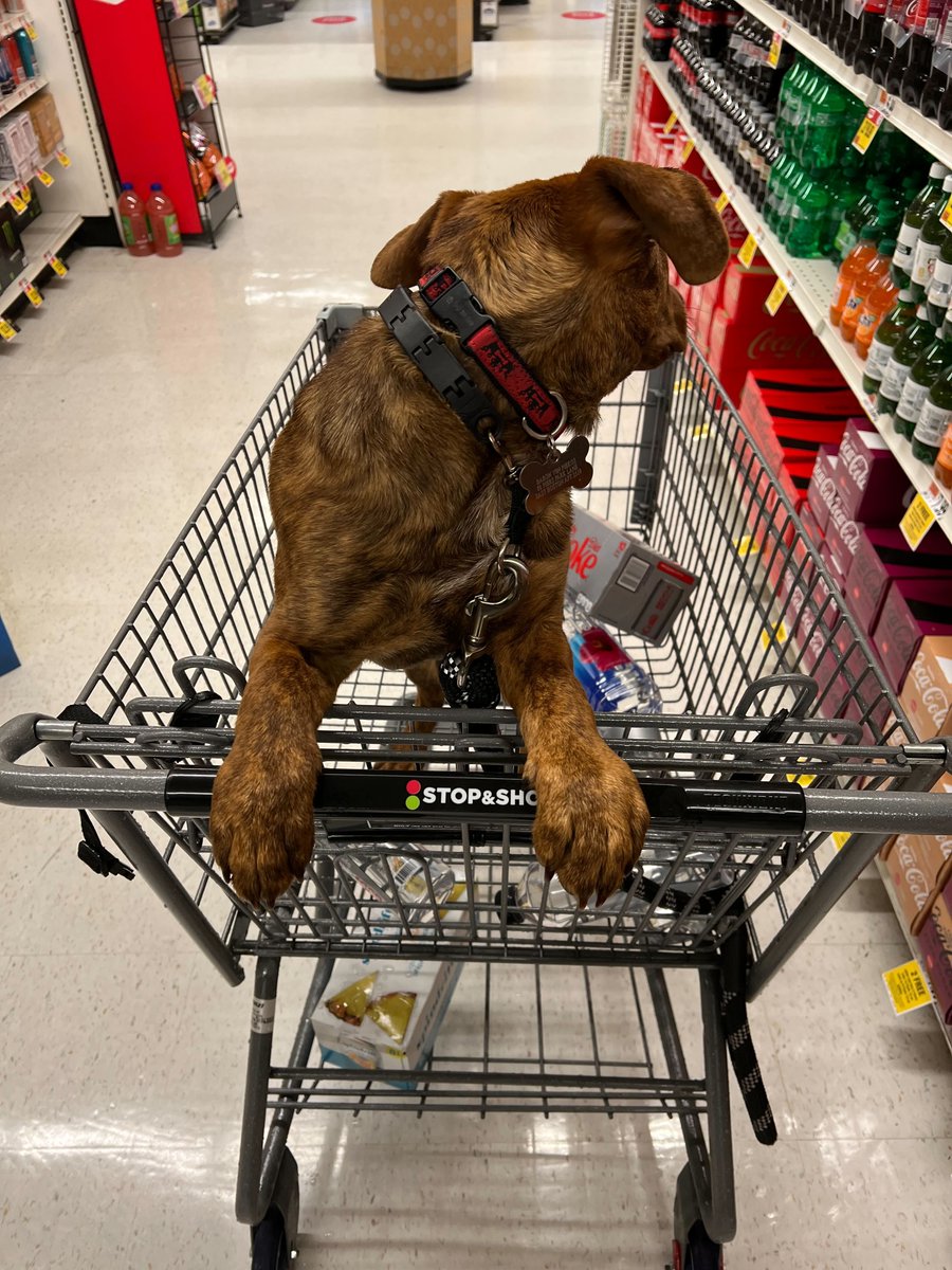 NFTColdCalled's tweet photo. Even My Pup is shopping for TSI NFTs...#nftnyc https://t.co/6BovEpwwPN