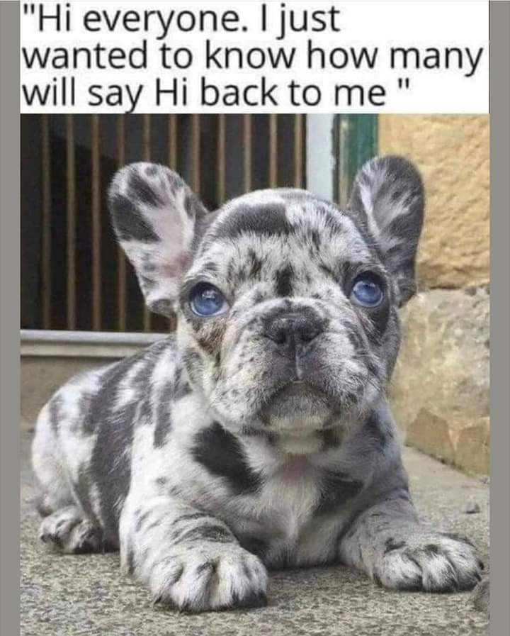 Happy Dog tweet media