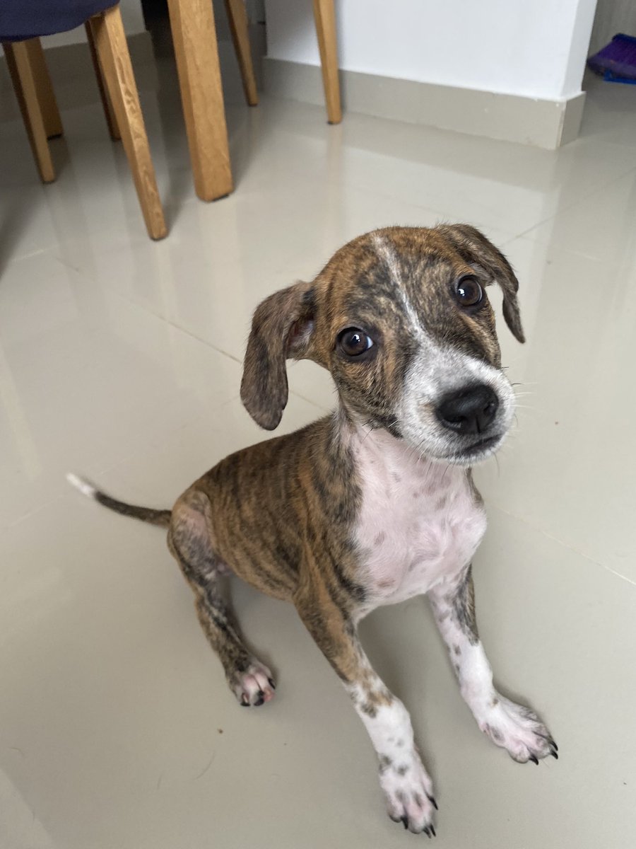 nana1gc's tweet photo. Tuit de apreciación de esta carita tan preciosa!
Se la arrebatamos a la muerte🤭🙏🏻 
Estoy en adopción humanos, 3 meses, tamaño mediano y muy besucona 😂❤️ https://t.co/or5zosDyNr