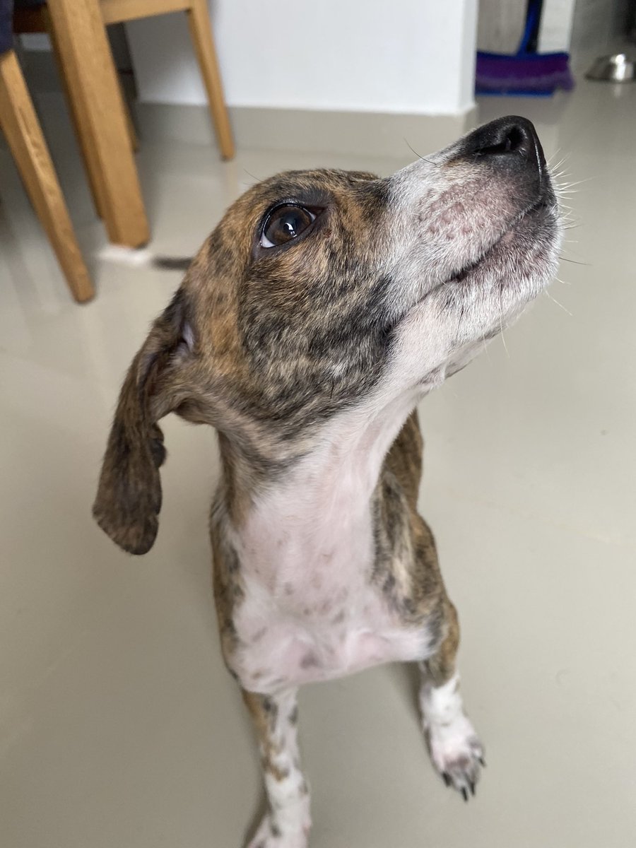 nana1gc's tweet photo. Tuit de apreciación de esta carita tan preciosa!
Se la arrebatamos a la muerte🤭🙏🏻 
Estoy en adopción humanos, 3 meses, tamaño mediano y muy besucona 😂❤️ https://t.co/or5zosDyNr