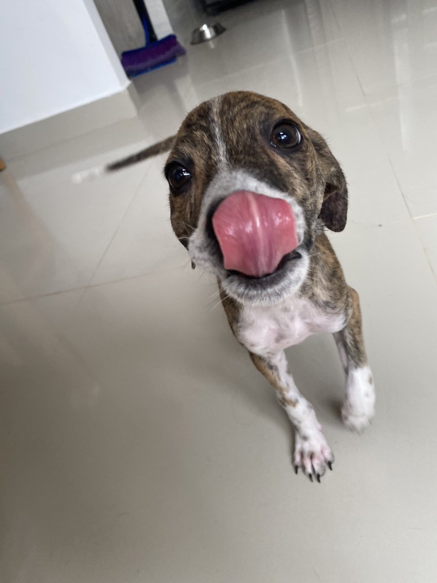 nana1gc's tweet photo. Tuit de apreciación de esta carita tan preciosa!
Se la arrebatamos a la muerte🤭🙏🏻 
Estoy en adopción humanos, 3 meses, tamaño mediano y muy besucona 😂❤️ https://t.co/or5zosDyNr