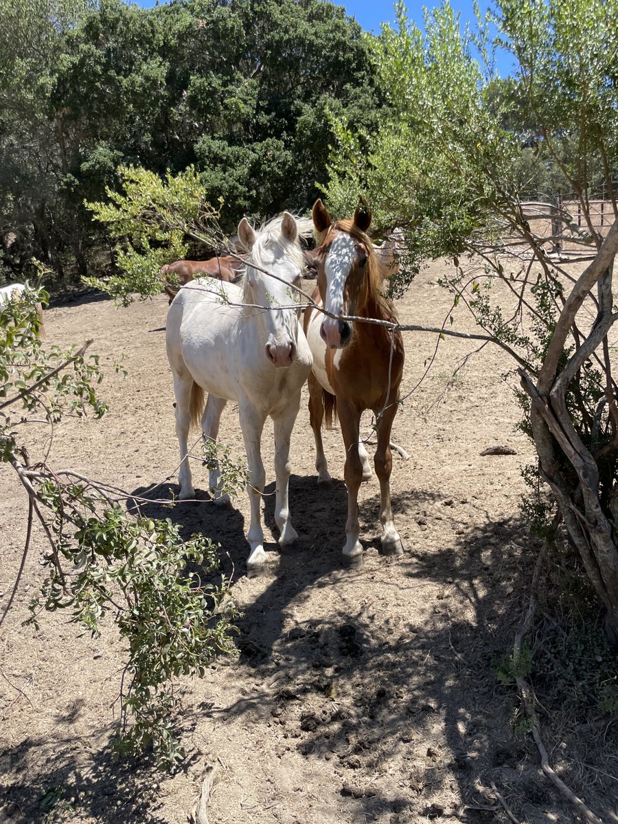 Thank you ⁦<a href="/ReturnToFreedom/">Return to Freedom</a>⁩ for rescuing these beautiful creatures #KeepWildHorsesWild