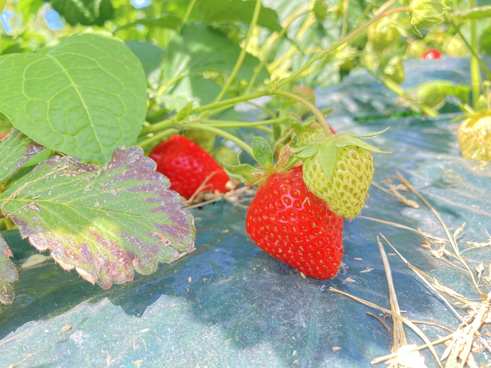 ニトリ観光果樹園 旧山本観光果樹園 Yamamoto Fruits Twitter