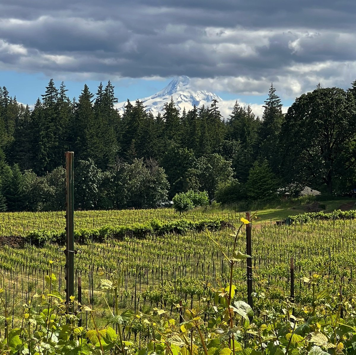 Dan Cohen tweet media