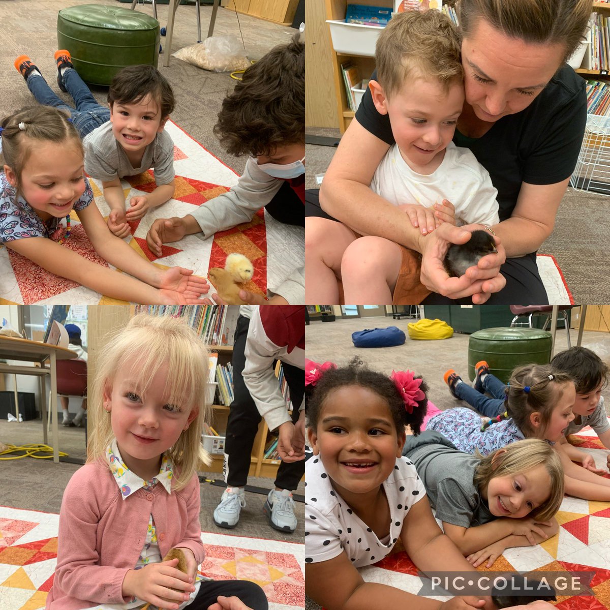 lappinkindie's tweet photo. Everyone has loves seeing the chicks! @SteeleStreetPS @SCDSBey https://t.co/yAhIXXpXeM