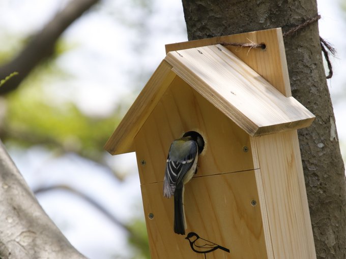 庭に巣箱を架けてみよう 野鳥のための巣箱設置方法 鳥と親しむトリノート Vol 7 バードブランチプロジェクト Canon Global