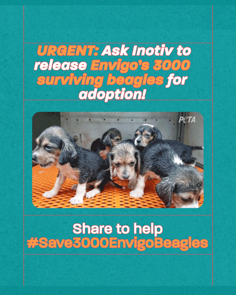 peta's tweet photo. 🚨 Beagle breeding mill Envigo will be shutting down but 3000 beagles’ lives are in danger, as Envigo wants to sell beagles to be experimented on. Join us in fighting to save them! 🚨

SHARE this image &amp; use the hashtag #Save3000EnvigoBeagles to demand they be adopted! https://t.co/pGUGYafwJe