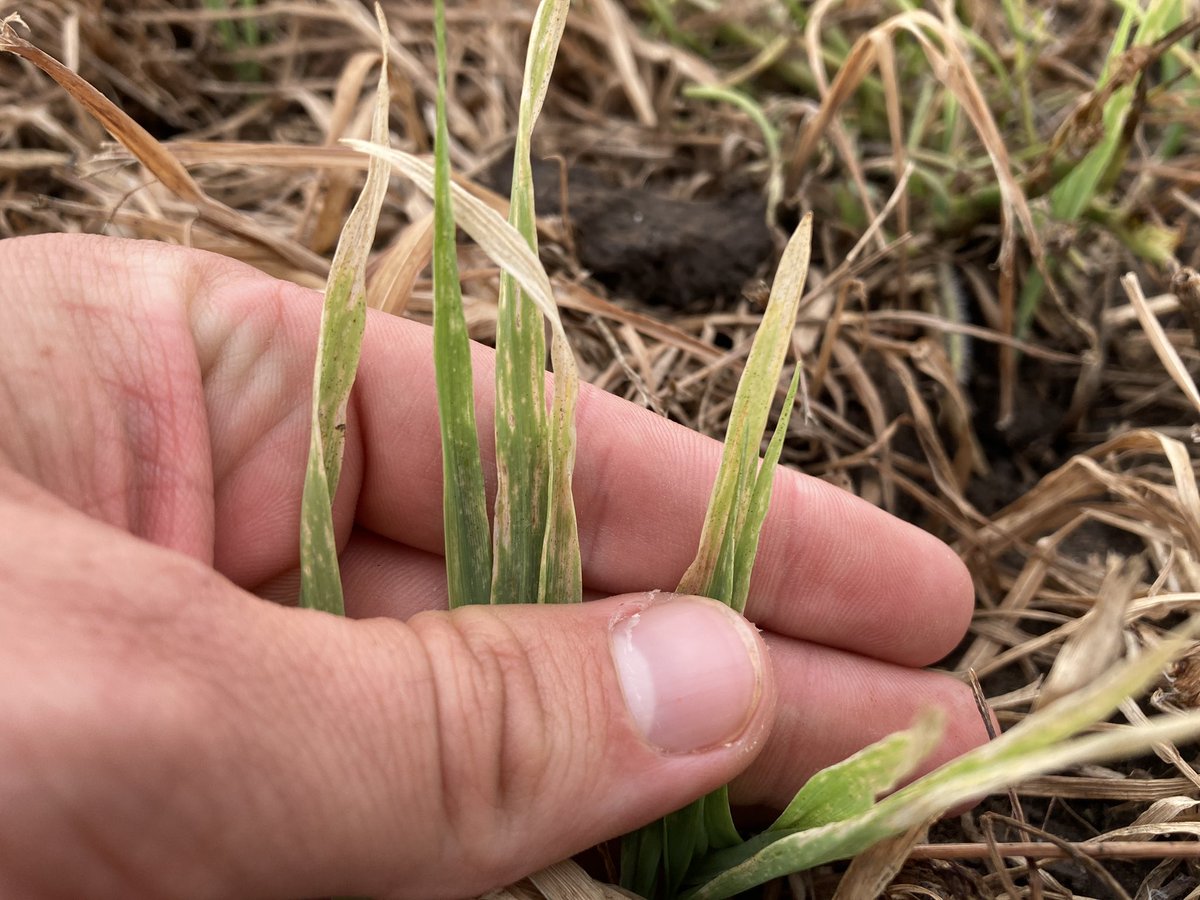 Jesse Bealsburg tweet media