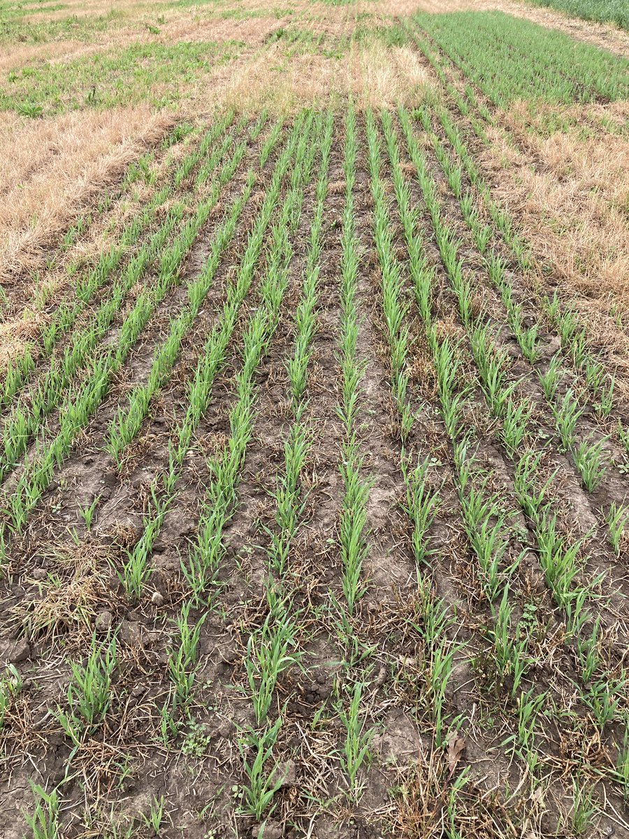 Jesse Bealsburg tweet media