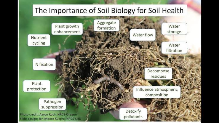 SOIL BIOLOGY --- with healthy biome,the soil provide plants all the nutrients they need and number of other benefits such as protection from pests and disease , protection from drought and flooding . #savesoil <a href="/cpsavesoil/">Conscious Planet #SaveSoil</a> <a href="/SadhguruJV/">Sadhguru</a> <a href="/UNCCD/">UN Land and Drought</a>