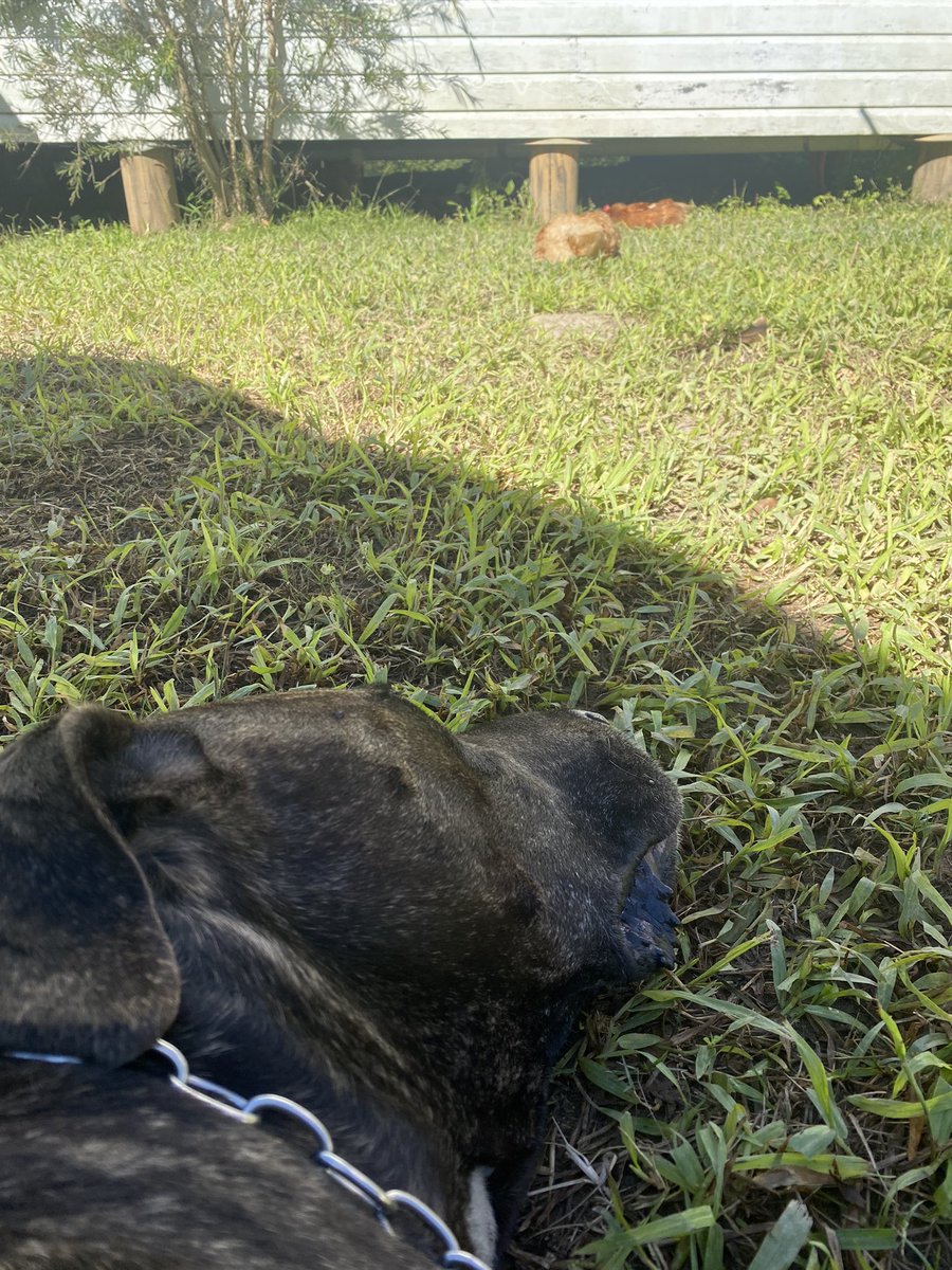 kickandcherry's tweet photo. I’m on my daytime duty now. 
Guarding our girls 🐓🐓🐓🐶👍

#bigdogsaustralia #byronbaylife #byronbaystyle #bigdogs #bullarab #gratedane #byronbay https://t.co/CRY3l2bvJl