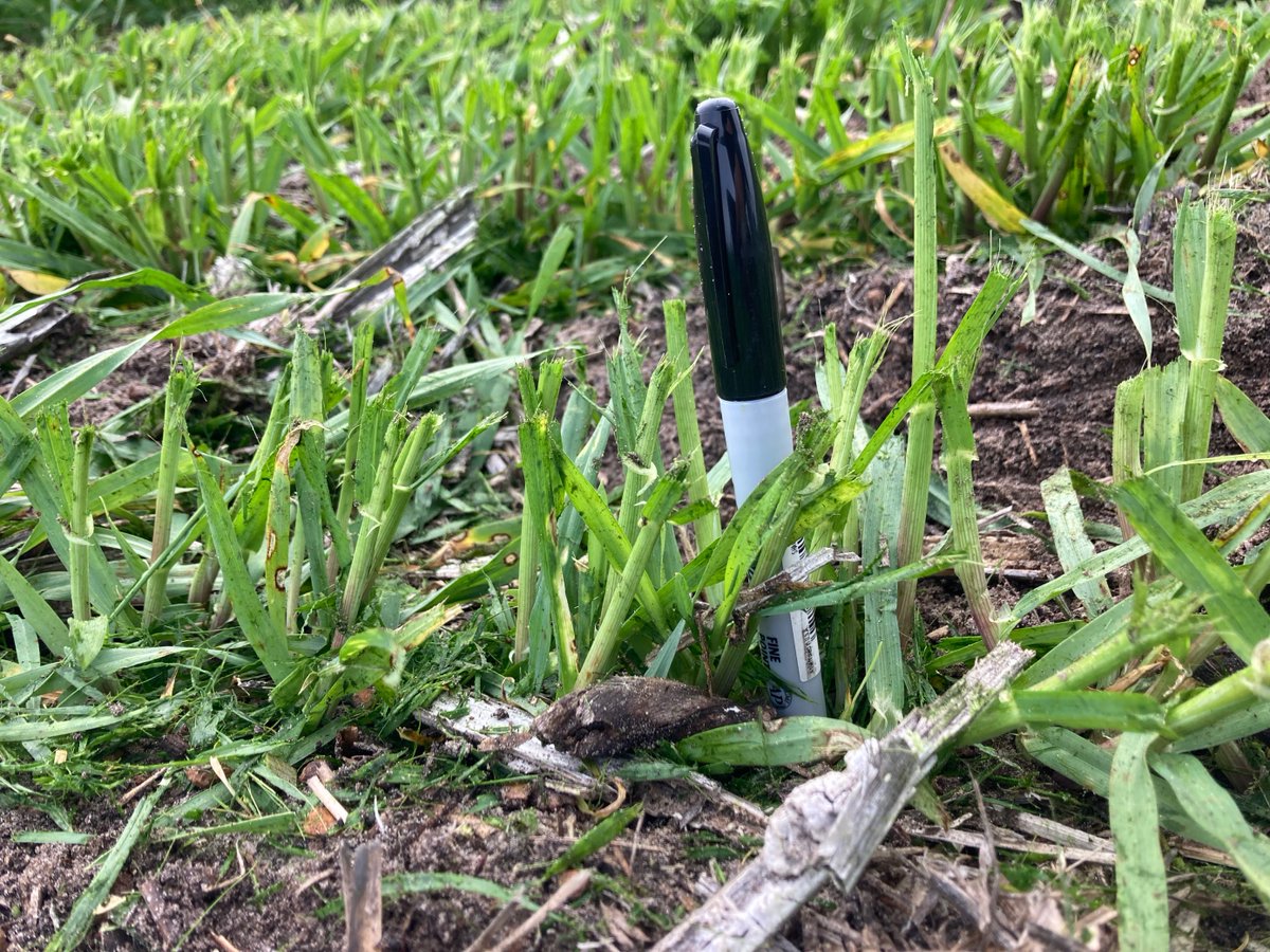 far_australia's tweet photo. Check out how the barley trial is presenting at our #esperancecroptechnologycentre following defoliation - light, heavy and untreated. @theGRDC @GRDCWest @CSIRO @DPIRDWA #highrainfallzonefarmingsystems #increasingproductivity https://t.co/Fv1QkBsKeD