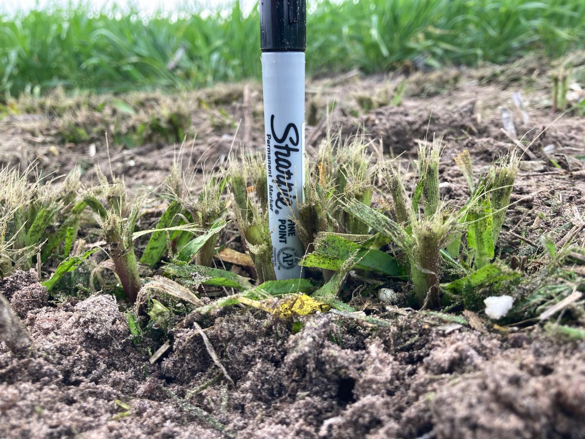 far_australia's tweet photo. Check out how the barley trial is presenting at our #esperancecroptechnologycentre following defoliation - light, heavy and untreated. @theGRDC @GRDCWest @CSIRO @DPIRDWA #highrainfallzonefarmingsystems #increasingproductivity https://t.co/Fv1QkBsKeD