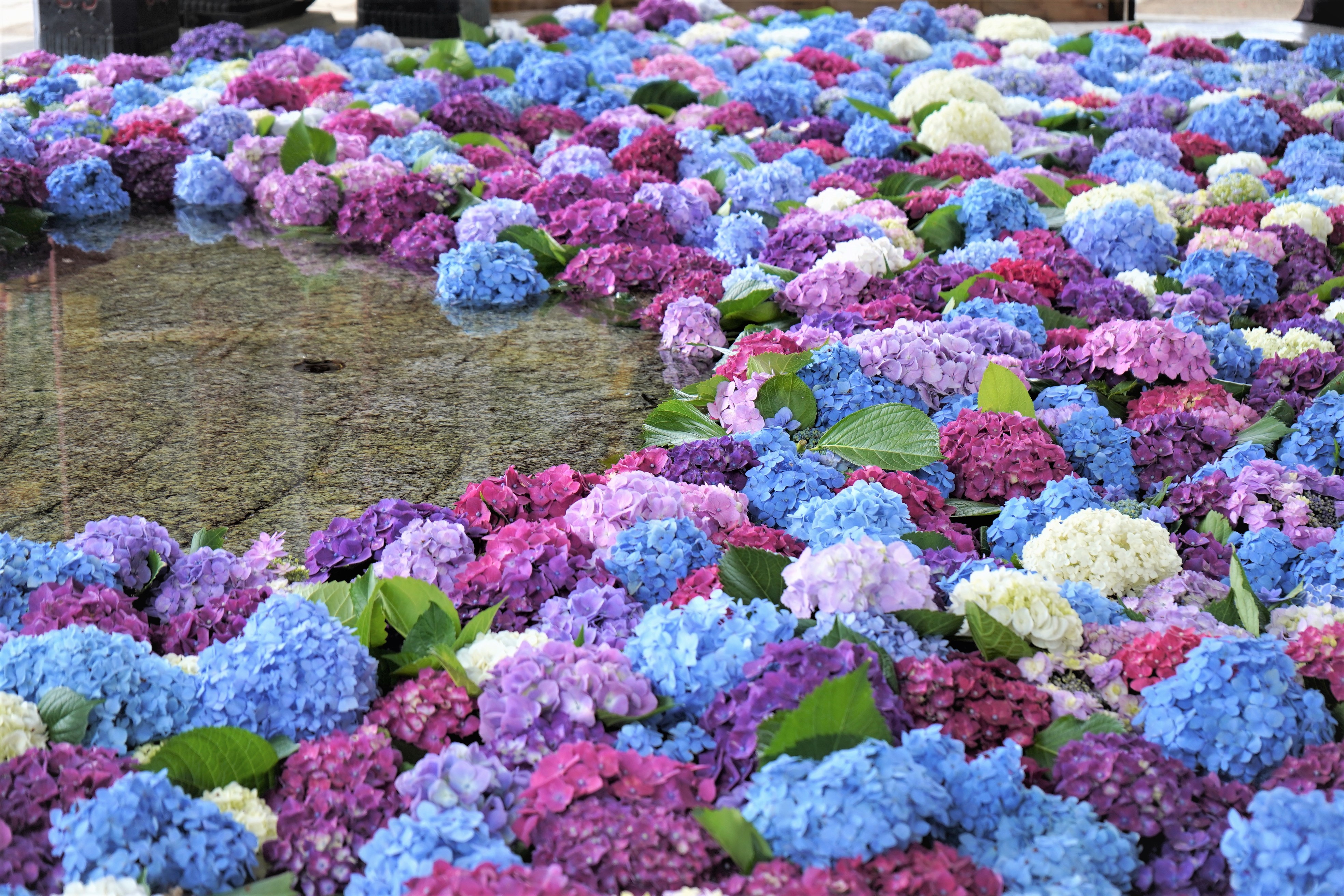 太宰府天満宮 公式 福岡も梅雨入りを迎え 紫陽花の花が映える時期となりました 湧水に浮かぶ花や水の流れる音が涼しさを感じさせてくれます 太宰府天満宮 天神さま 花手水 手水舎 Dazaifutenmangu T Co Vijlhpdim2 Twitter