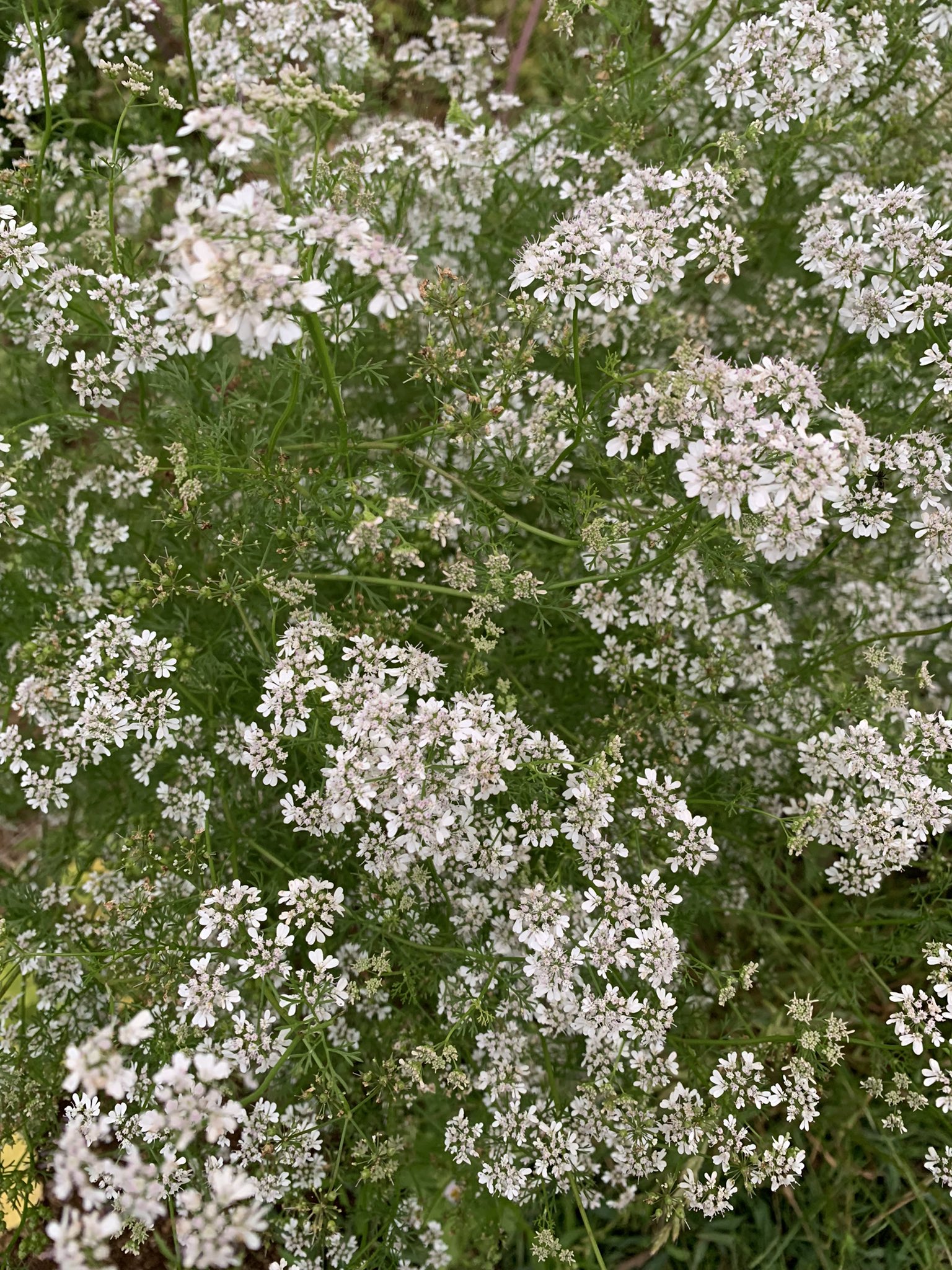 ハギヤユウスケ はぎや農園 パクチーの花はピリッとした苦味があってサラダのアクセントになります 葉っぱより好きかも T Co Xq63bnpdy5 Twitter