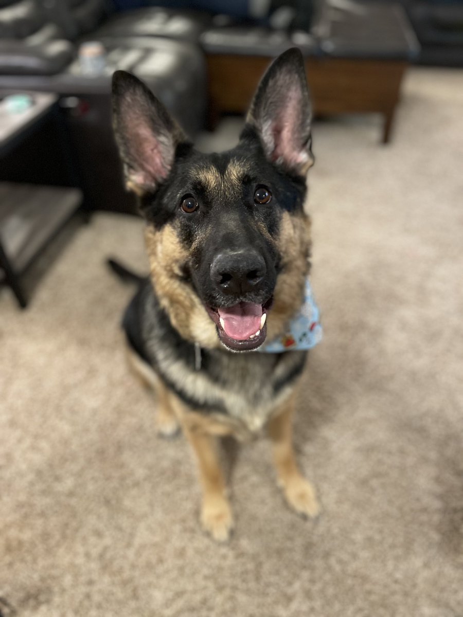 LindsayHiggins5's tweet photo. @dog_rates My Athena couldn't be prouder 🥹 https://t.co/7cDEEL6l5c