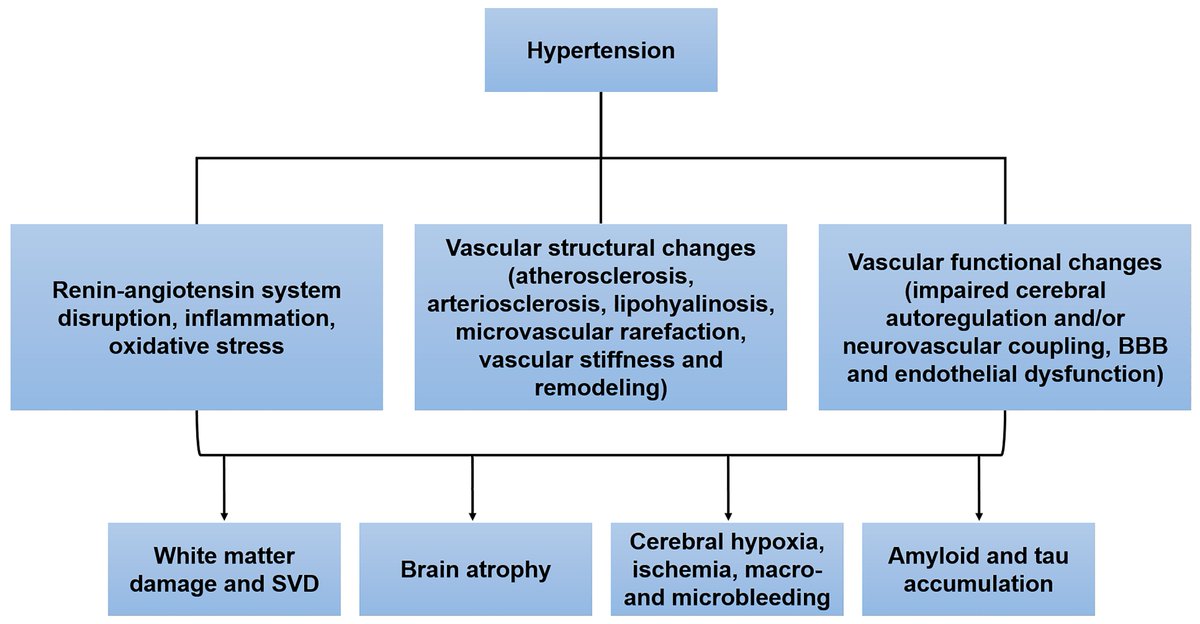 RCMjournal's tweet photo. #RCM - Special Issue: Featured Papers in Cardiovascular Medicine 2021 (6/9)

Hypertension and cognitive dysfunction: a review of mechanisms, life-course observational studies and clinical trial results

#Hypertension @SMahinrad @PGorelick

Fulltext:
https://t.co/ITADVjaSee https://t.co/6EKIFDGKa1