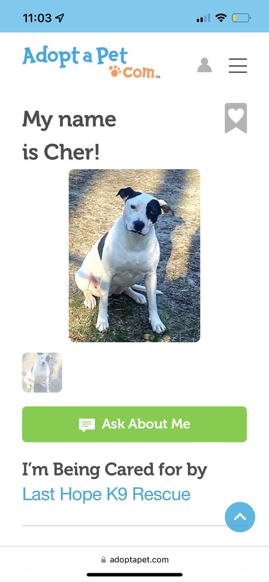 jwbib's tweet photo. can’t believe i can adopt cher https://t.co/23trsdL4L0