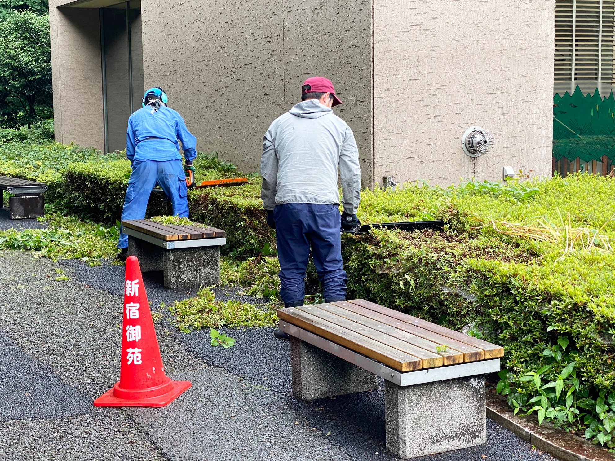 新宿御苑 自然情報 Al Twitter 新宿御苑では木の種類にあわせて手入れの方法を変えています 生垣などにも使われるツツジ とサツキは 花が終わった今の時期が剪定のタイミング 夏には来年の花芽が出来るので その前に刈り込むのがポイントですよ 詳しくはブログ 新宿御苑 自然情報 Al Twitter 新宿御苑では木の種類にあわせて手入れの方法を変えています 生垣などにも使われるツツジ とサツキは 花が終わった今の時期が剪定のタイミング 夏には来年の花芽が出来るので その前に刈り込むのがポイントですよ 詳しくはブログ